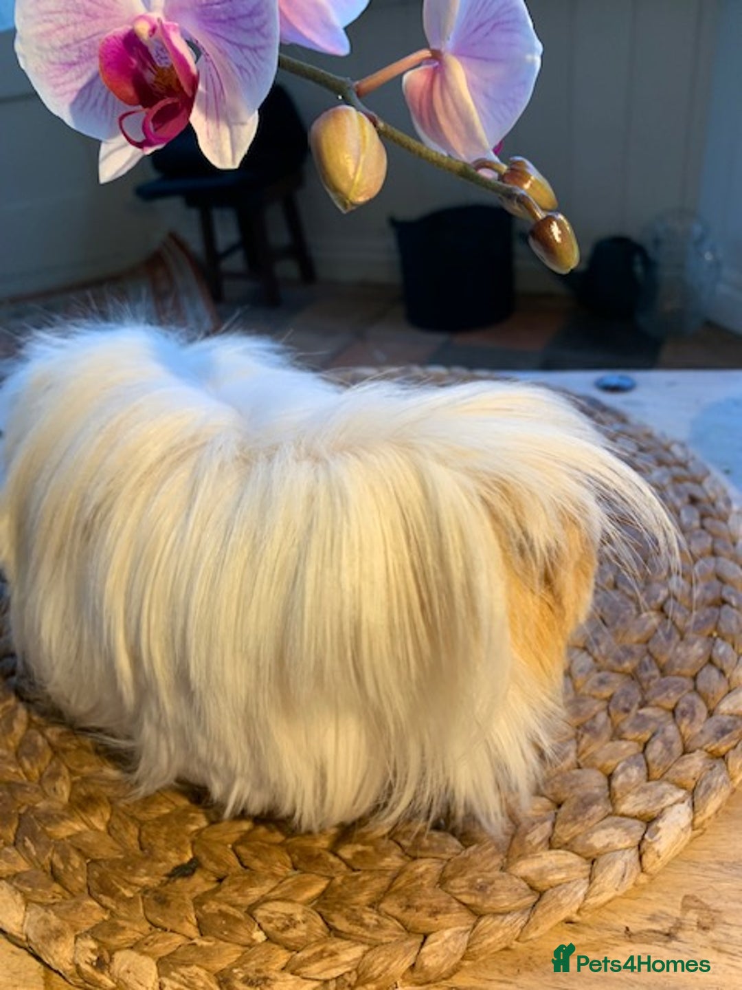 Guinea Pig rodents for sale: Beautiful Peruvian Lady - Image 3