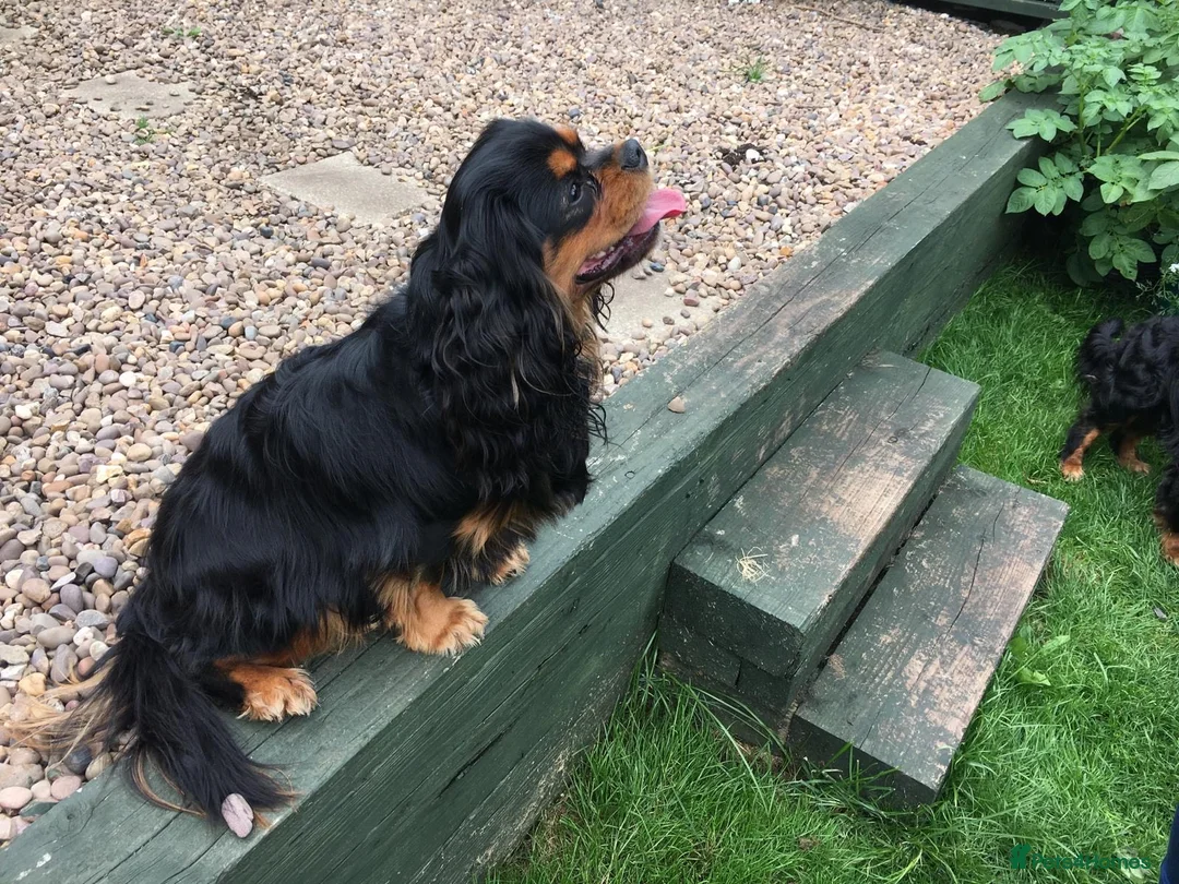 Cavalier King Charles Spaniel dogs for stud: STUD ONLY KC Cavalier KC Black and Tan stunning - Advert 6
