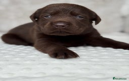 Labrador Retriever dogs for sale: Stunning chocolate Labrador’s with silver jeans  - Image 11