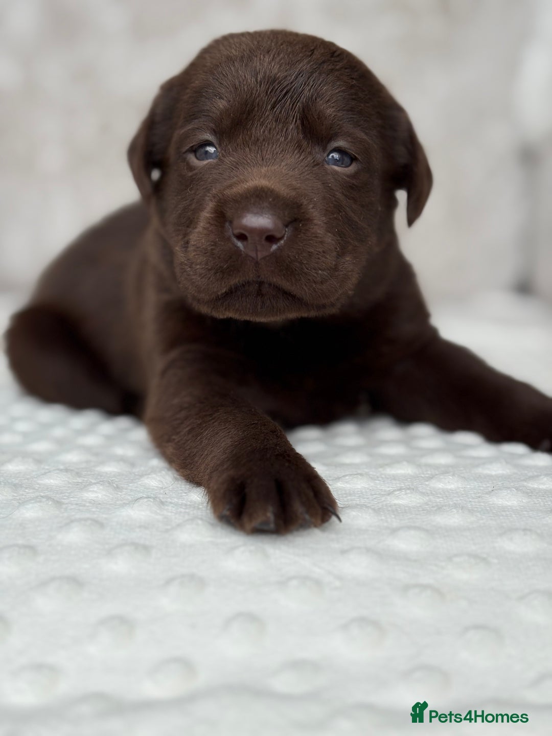 Labrador Retriever dogs for sale: Stunning chocolate Labrador’s with silver jeans  - Image 11