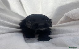 Cockapoo dogs for sale: American cockapoos rare green eyes phantoms - Image 19