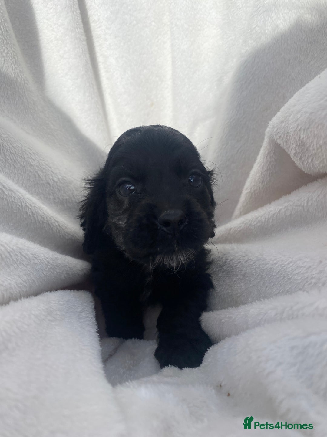 Cockapoo dogs for sale: American cockapoos rare green eyes phantoms - Image 19