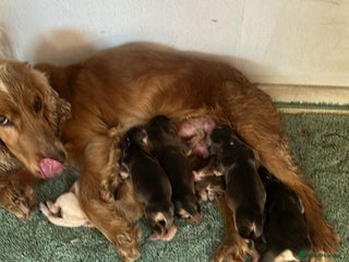 Cocker Spaniel dogs Cocker Spaniel Puppies - Advert 1