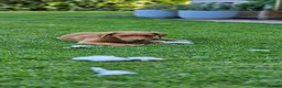 Labrador Retriever dogs for sale: Fox Red Labrador Puppies - Advert 2