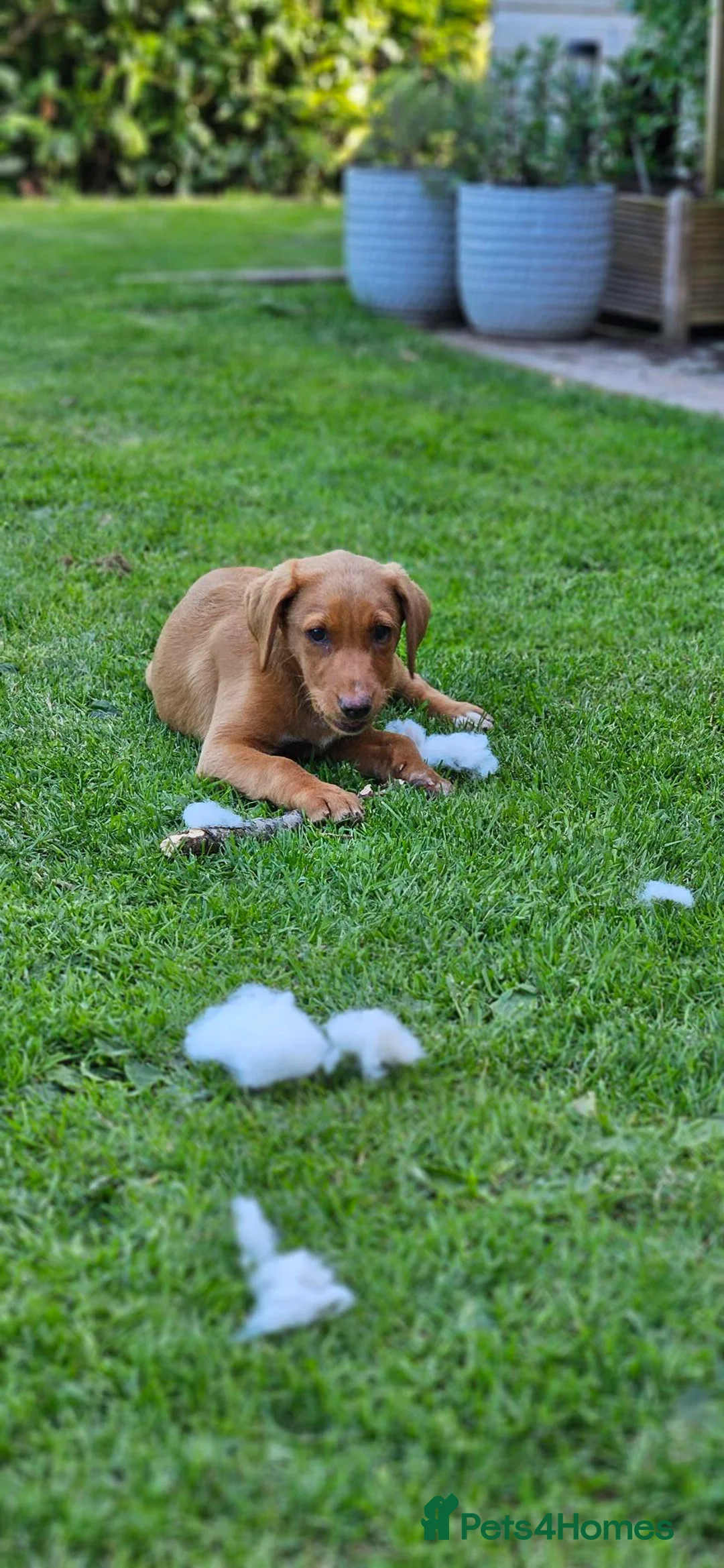 Labrador Retriever dogs for sale: Fox Red Labrador Puppies - Advert 2