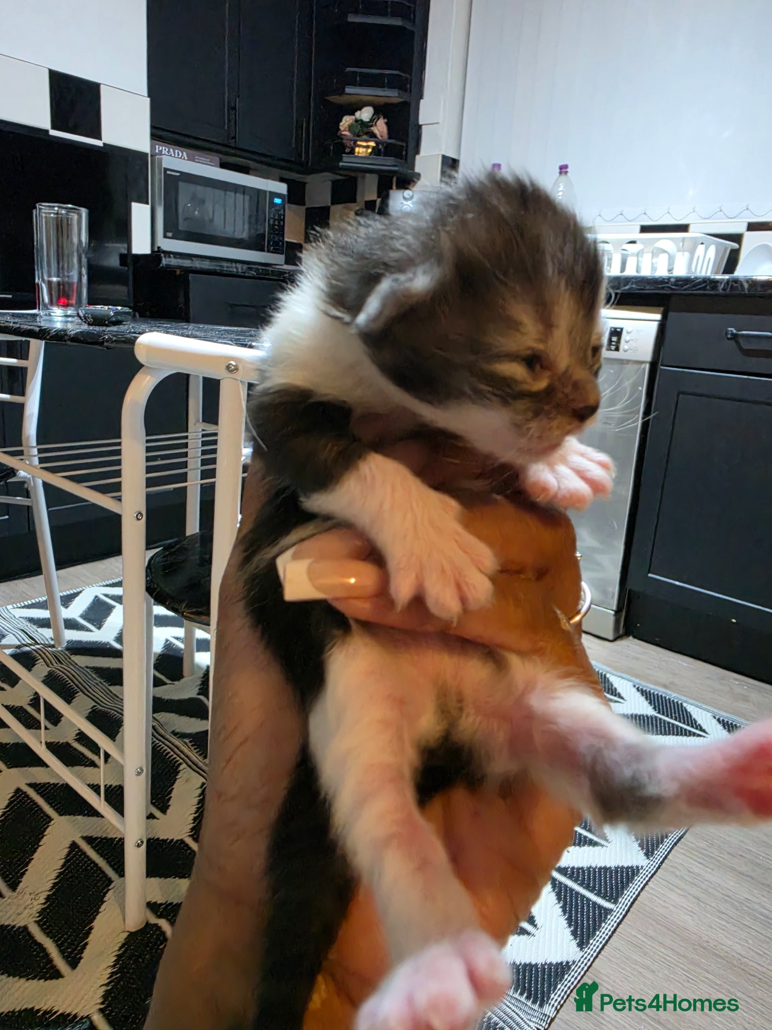 Persian cats for sale: Beautiful Persian Mix Kittens - Advert 6
