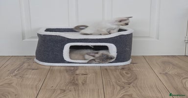 Ragdoll cats - Advert 11