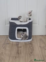 Ragdoll cats - Advert 11