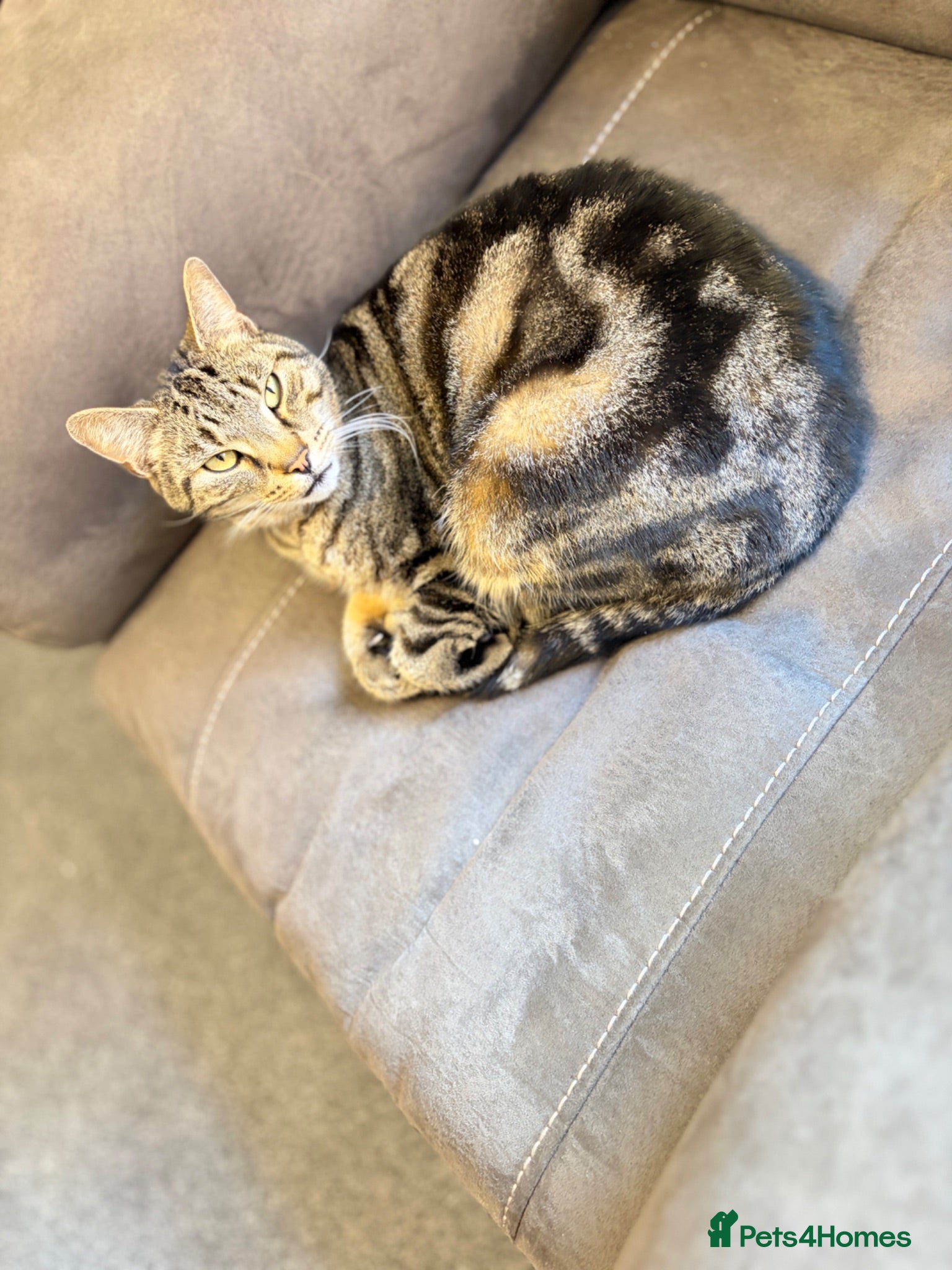 Bengal cats Abandoned female cat  - Advert 3
