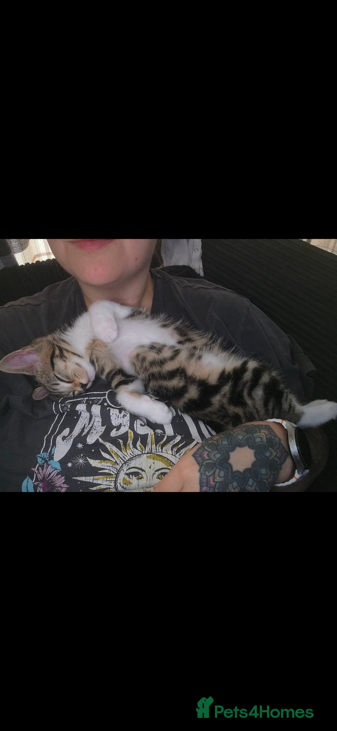 Domestic Shorthair cats for sale: 3 female kittens *READ DESCRIPTION* - Image 5