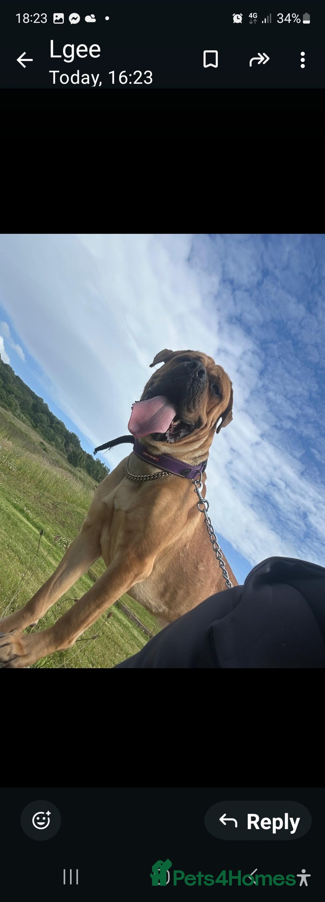 Cane Corso dogs for sale: Cane corso puppies for sale - Image 6