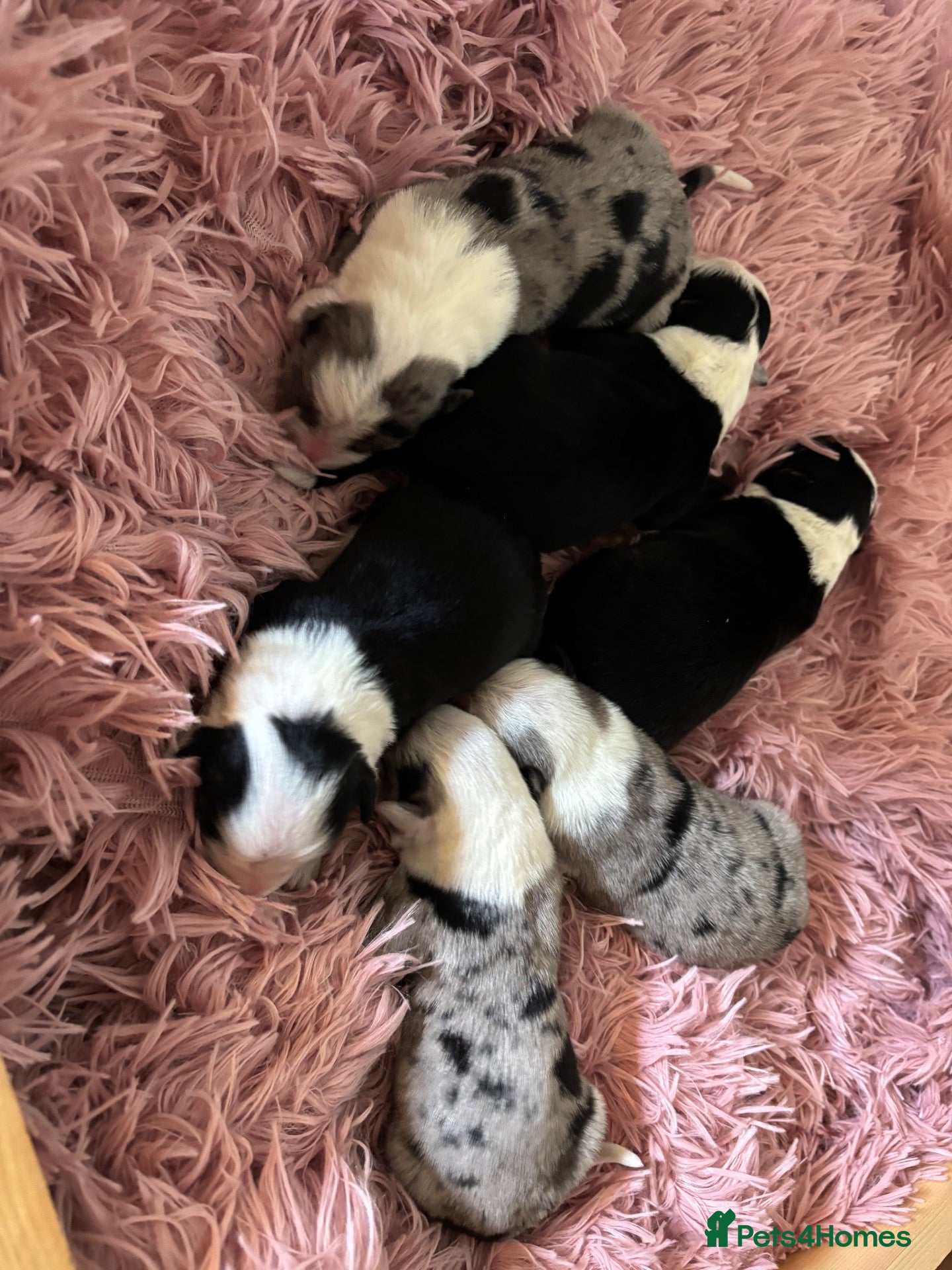 Border Collie dogs Border Collie puppies  - Advert 2
