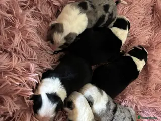 Border Collie dogs Border Collie puppies - Advert 2