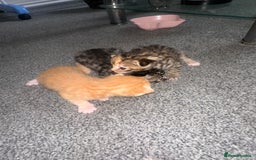 Manx cats for sale: Beautiful Banx Kittens  - Image 22
