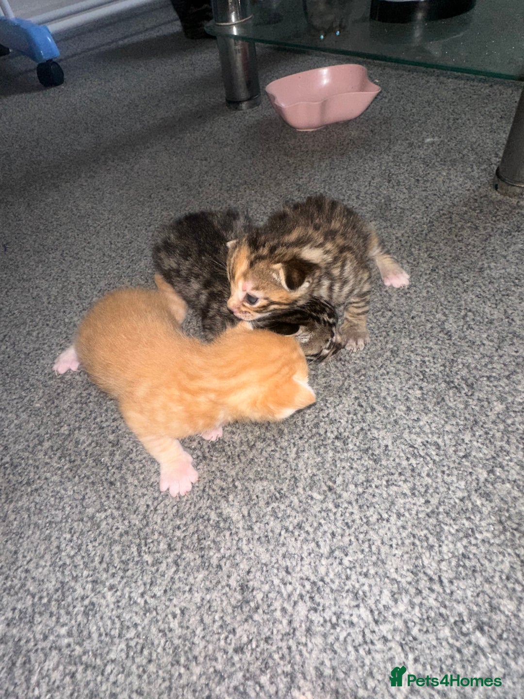 Manx cats for sale: Beautiful Banx Kittens  - Image 22