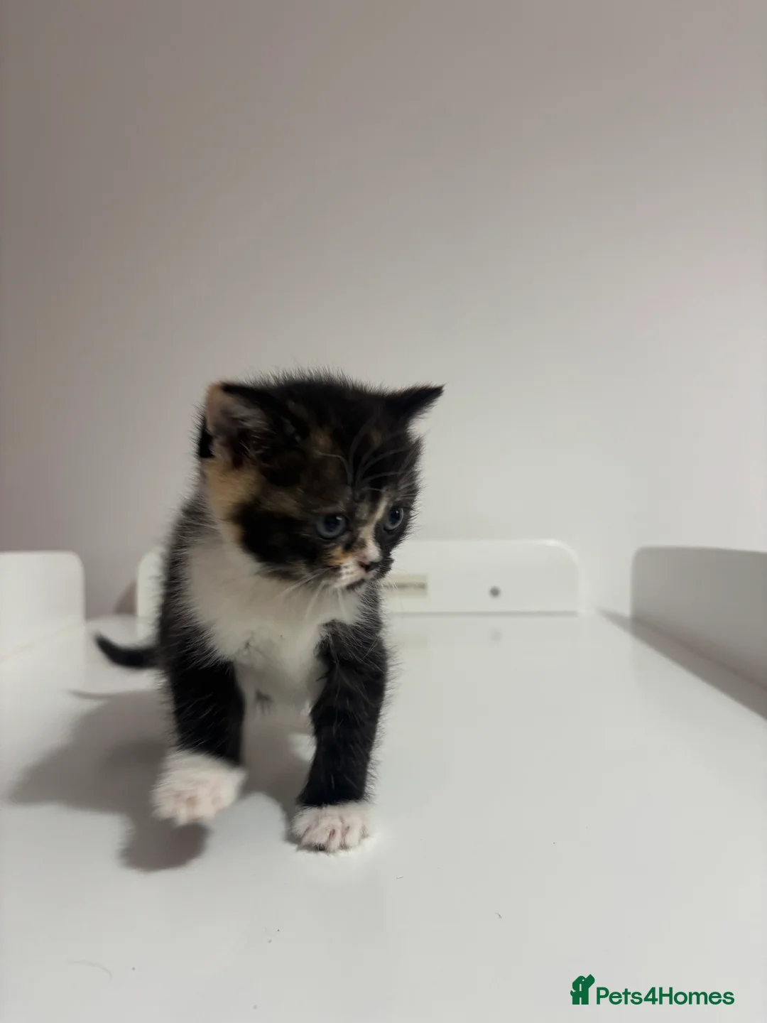 Scottish Fold cats for sale: Scottish fold straight and folded ears - Advert 13