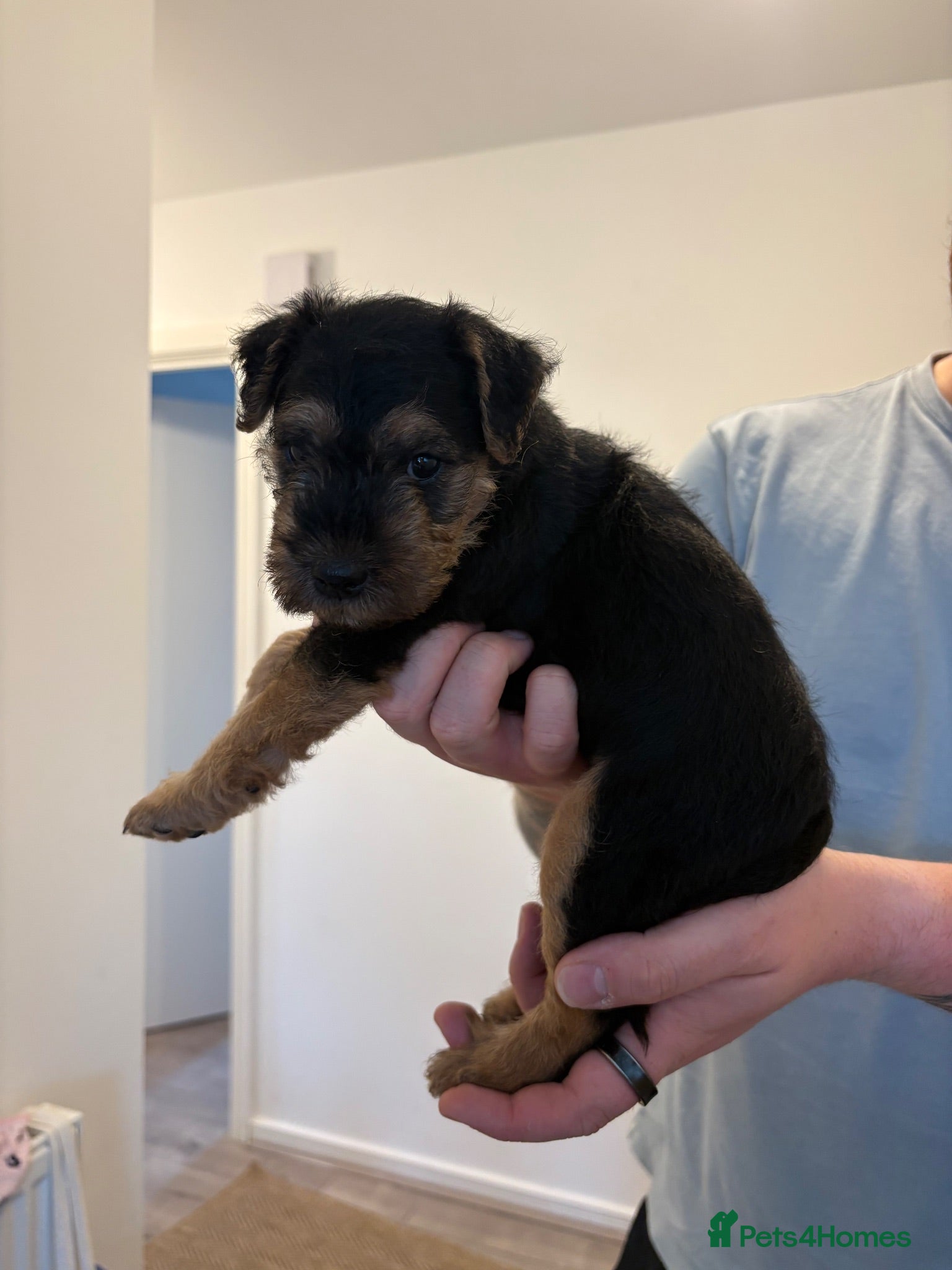 Lakeland Terrier dogs Lakeland dog pup - Advert 8