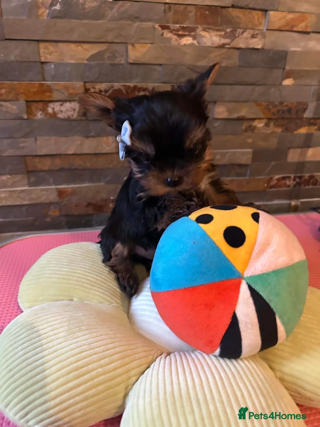 Yorkshire Terrier dogs for stud: Super small Yorkie with short muzzle DNA tested in Sheffield - Advert 18