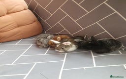 Mixed Breed rabbits for sale: Rabbits for sale  - Advert 3
