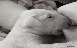 English Bull Terrier dogs for sale: Beaverden Kid Galahad aka Elvis - Image 3