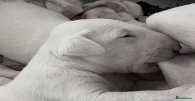 English Bull Terrier dogs - Advert 10