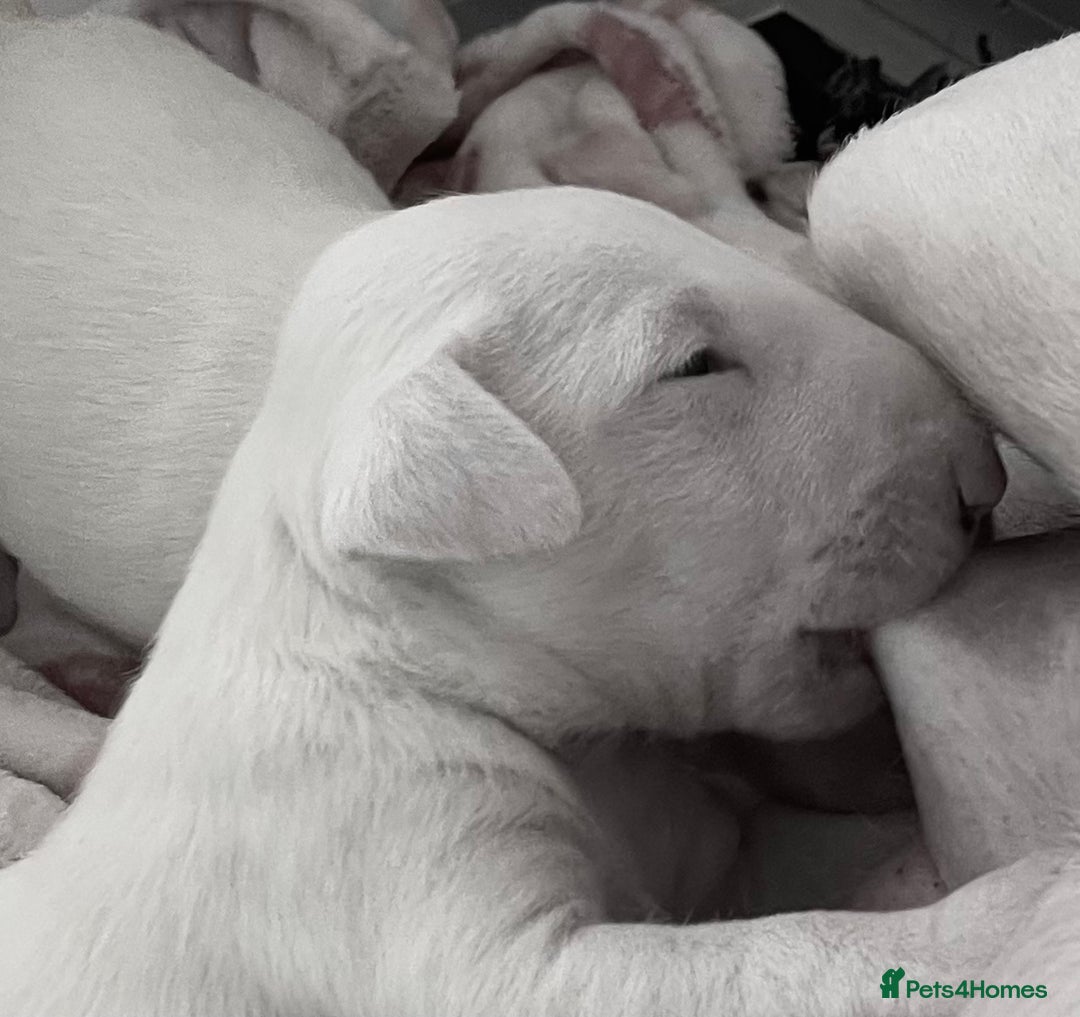 English Bull Terrier dogs for sale: Beaverden Kid Galahad aka Elvis - Image 3