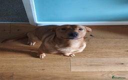 Labrador Retriever dogs for sale: Rufus 10 month old Red Fox Lab - Image 3