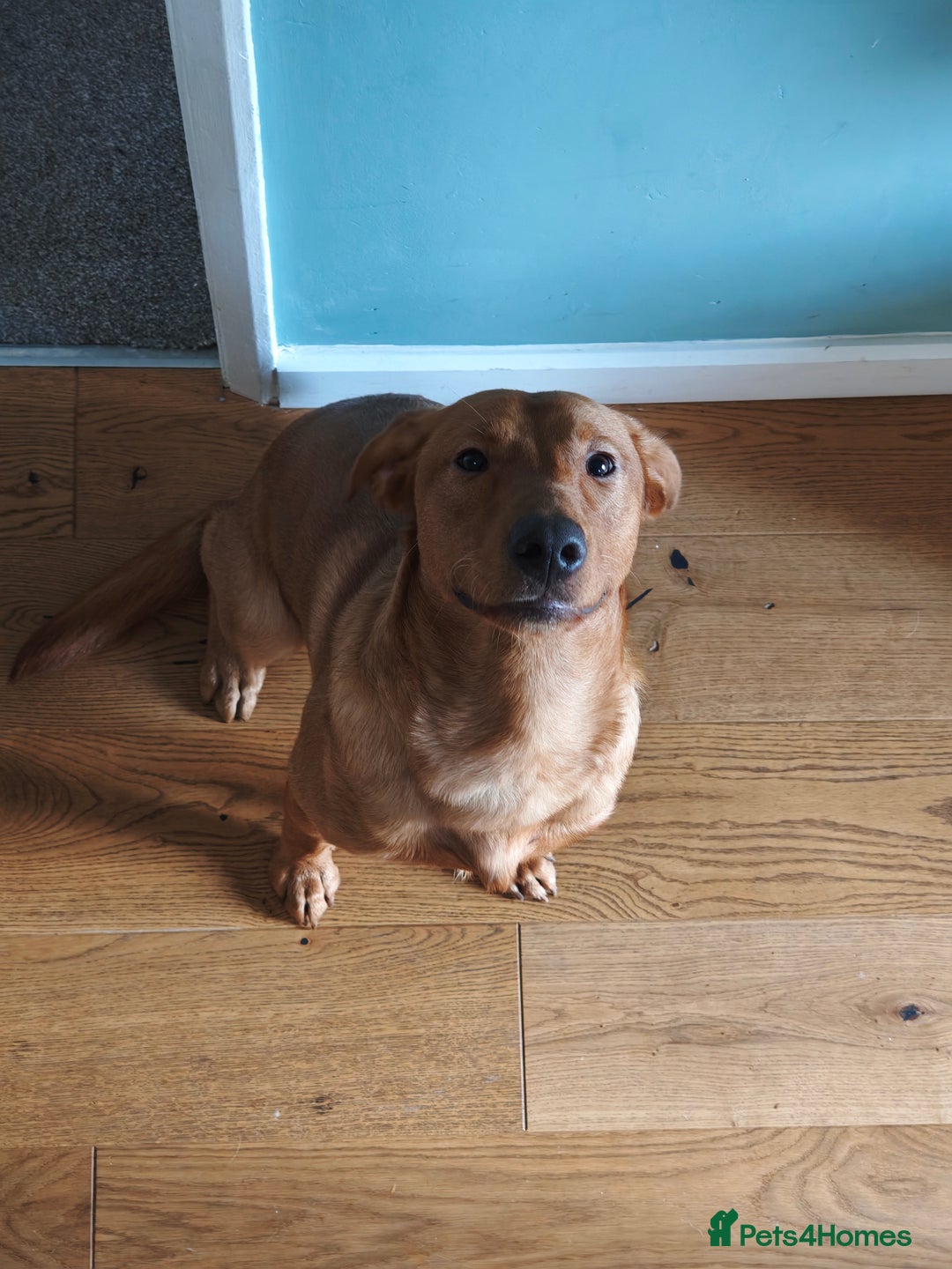 Labrador Retriever dogs for sale: Rufus 10 month old Red Fox Lab - Image 3