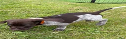 German Shorthaired Pointer dogs for sale: German shorthaired pointer ready to go  - Advert 24