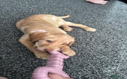 Labrador Retriever dogs for sale: nearly 7 month old labrador girl - Image 30