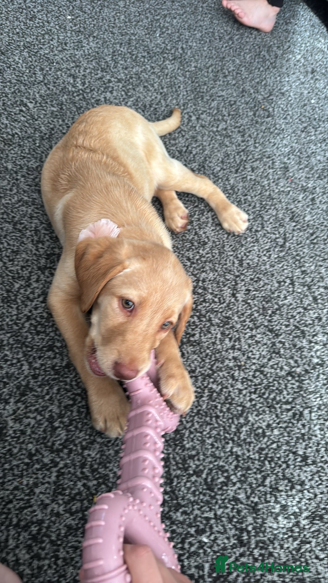 Labrador Retriever dogs for sale: nearly 7 month old labrador girl - Image 30