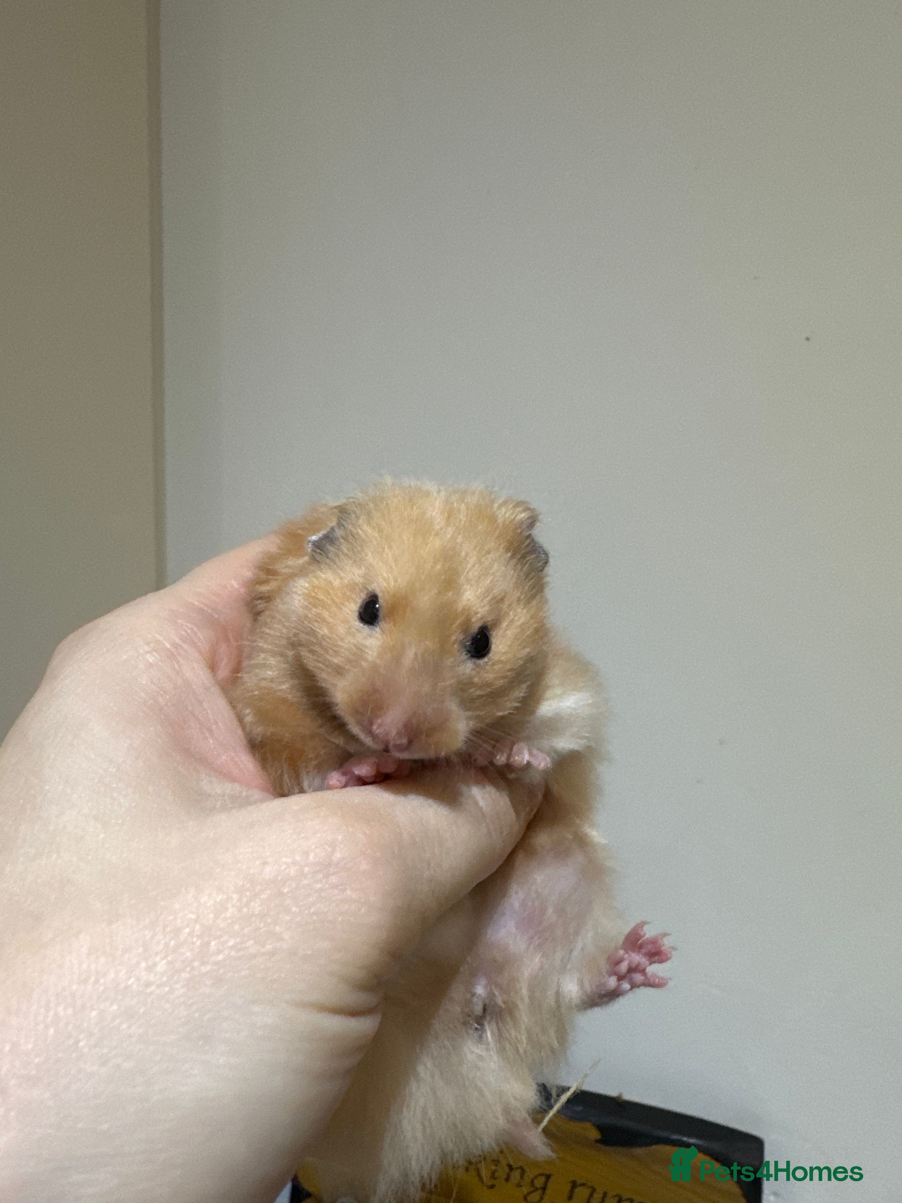 Hamster rodents Baby syrian hamsters females only - Advert 5