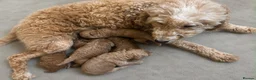 Cockapoo dogs for sale: Beautiful litter of Cockapoos for sale  in Maidstone - Advert 8