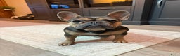 French Bulldog dogs for sale: Kallie  - Advert 6