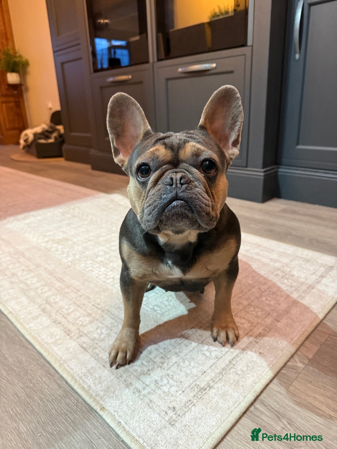 French Bulldog dogs for sale: Kallie  - Advert 6