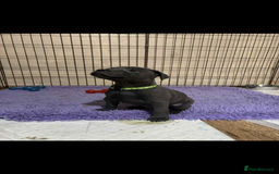 Staffordshire Bull Terrier dogs for sale: KC registered STAFF PUPS - Image 1
