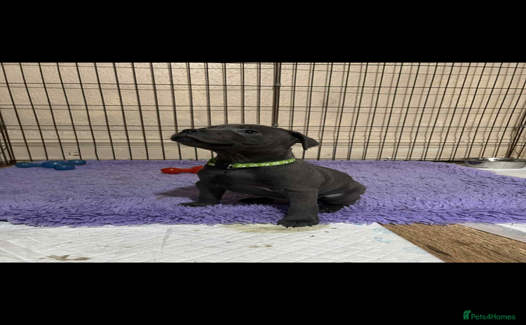 Staffordshire Bull Terrier dogs - Advert 9