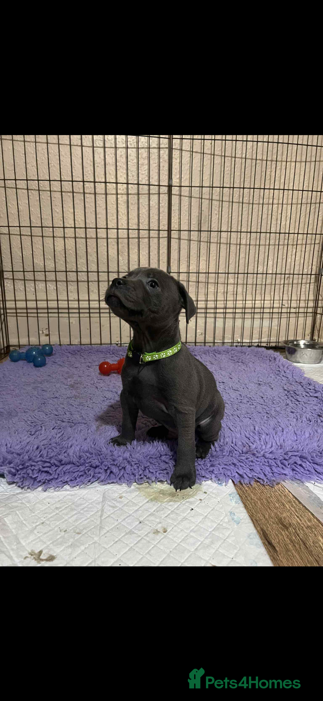 Staffordshire Bull Terrier dogs for sale: KC registered STAFF PUPS - Image 1