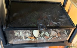 Scorpions invertebrates for sale: Scorpion & assassin bugs for sale  - Image 4