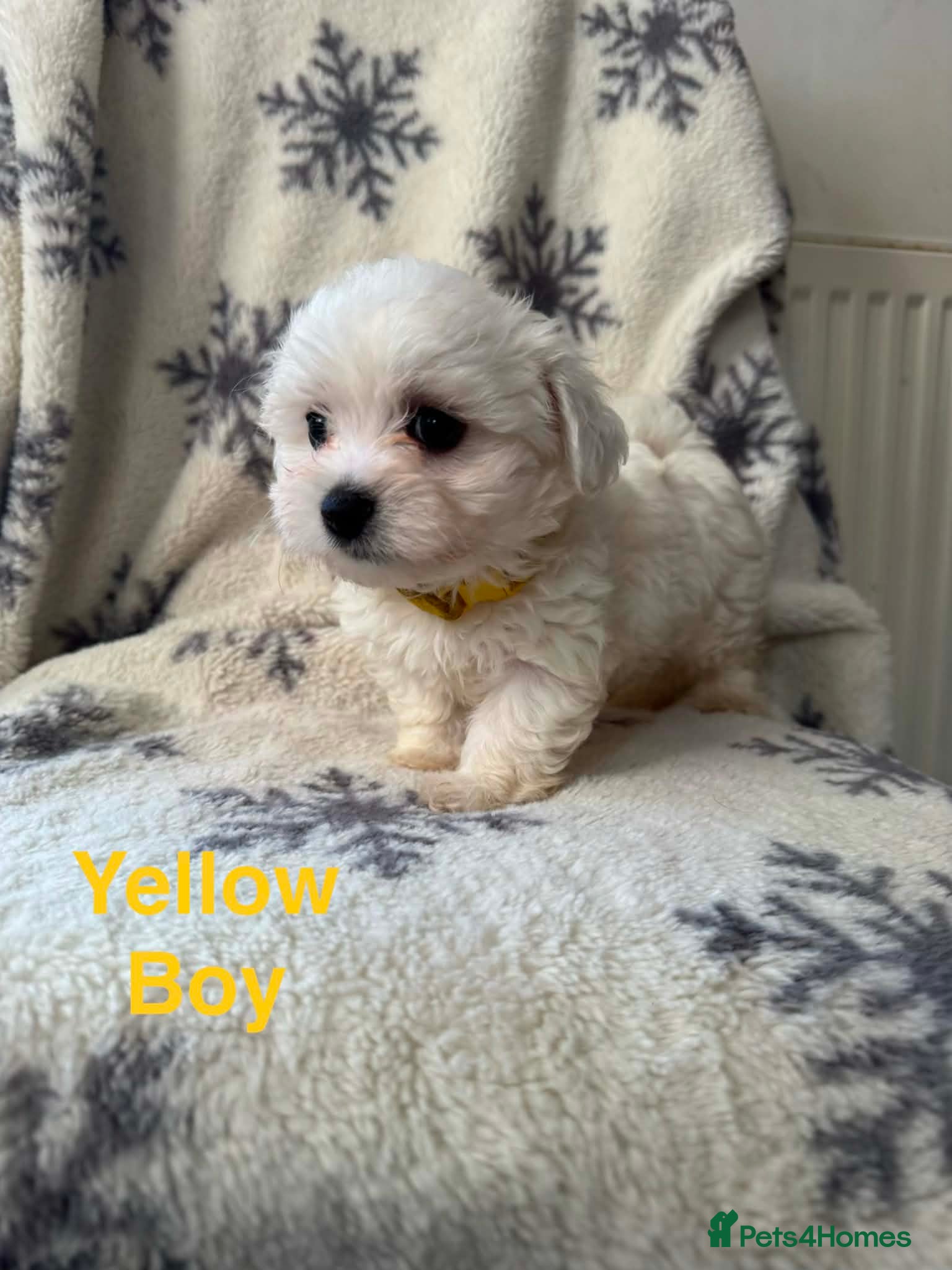 Maltese dogs Maltese puppies - Advert 1