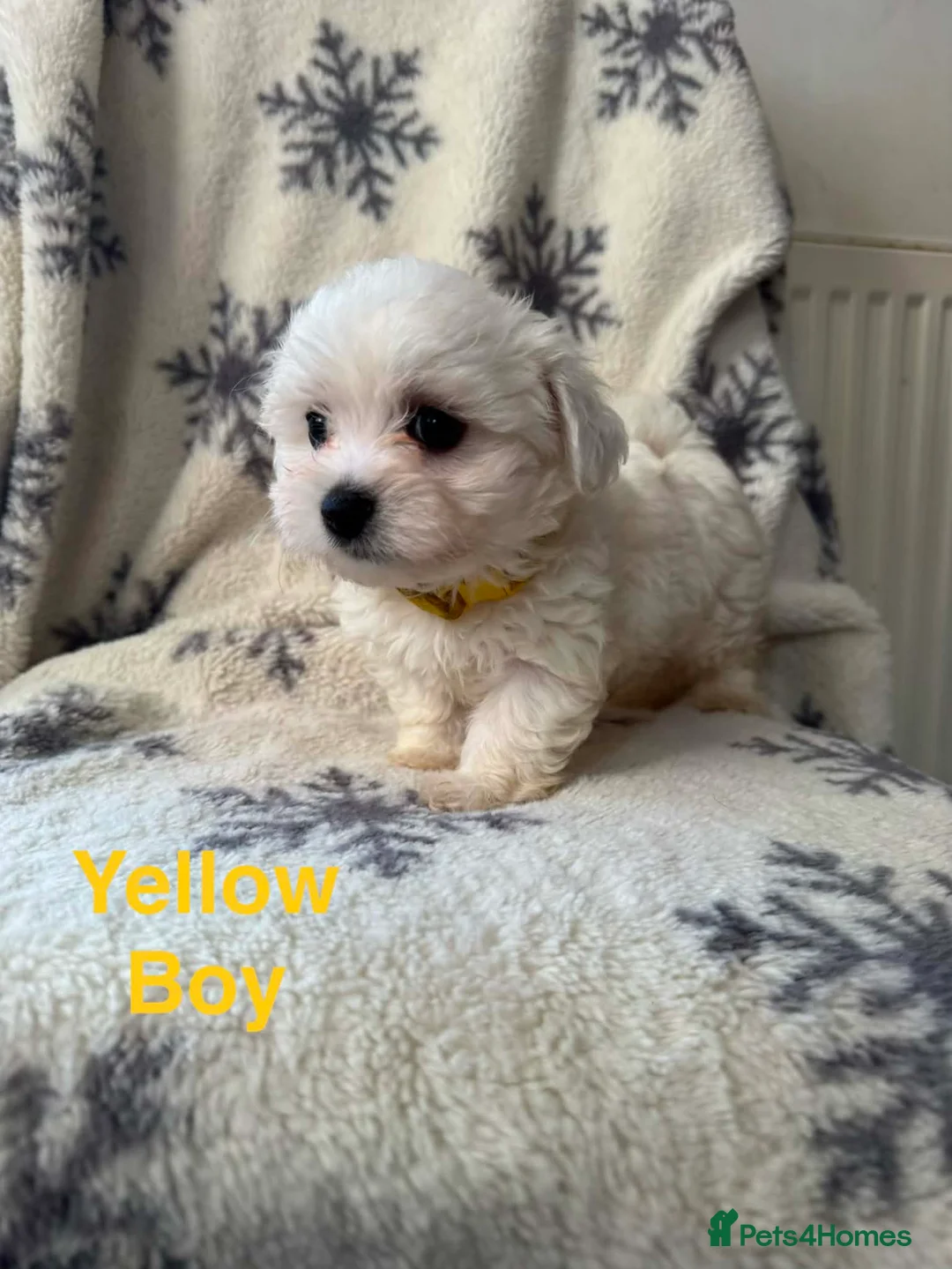 Maltese dogs for sale: Maltese puppies - Advert 1