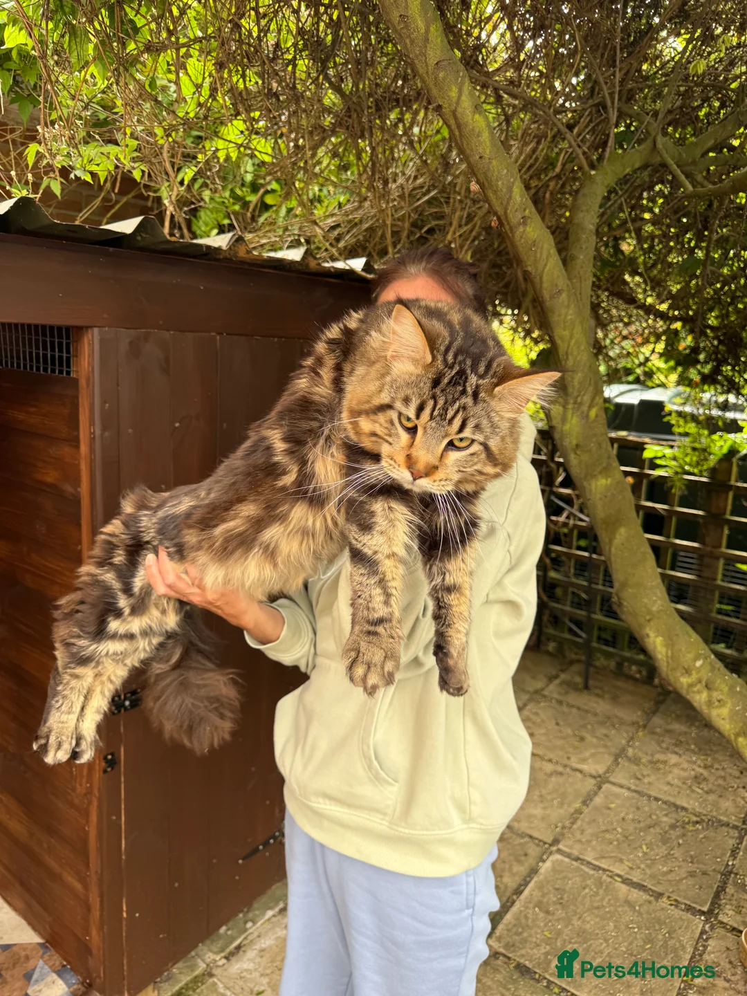 Maine Coon cats for sale: Male mainecoon  - Advert 1