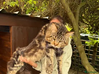 Maine Coon cats Male mainecoon - Advert 2