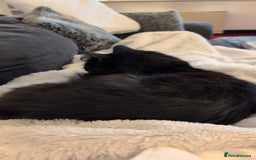 Mixed Breed cats for sale: Squib 🤍& Mort 🖤 - Image 10