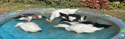 Ducks poultry for sale: 6 beautiful Indian Runner Ducks x for rehoming in Buntingford - Advert 4