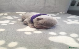 French Bulldog dogs for sale: Pedagree & KC papered merl carrying French bulldog - Image 10