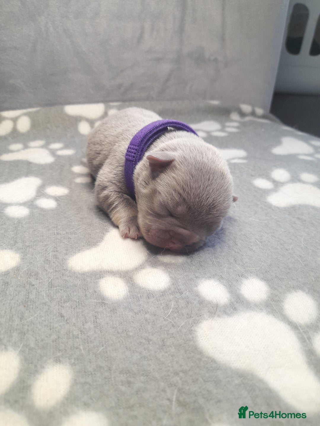French Bulldog dogs for sale: Pedagree & KC papered merl carrying French bulldog - Image 10
