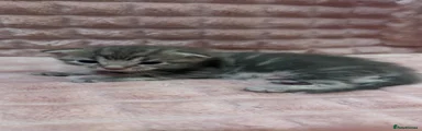 Grey tabby- Male