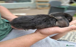 Mini Lop rabbits for sale: Mini lop bunnies  - Image 7