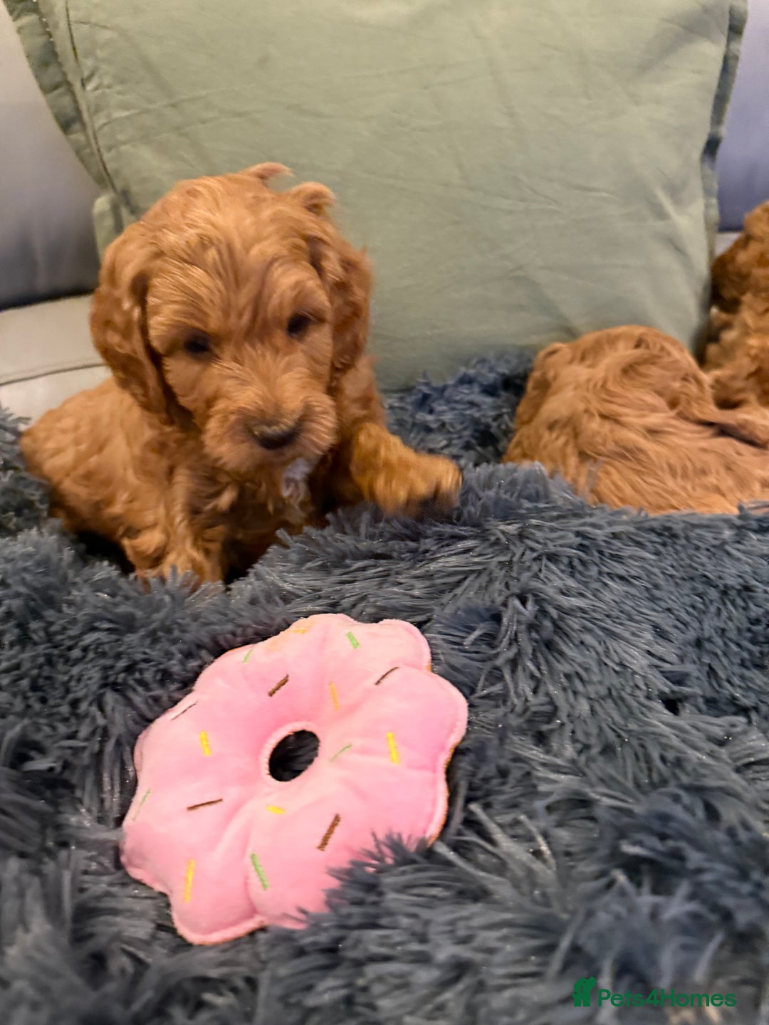 Cockapoo dogs for sale: MINI F1b COCKAPOO Puppies - Advert 14